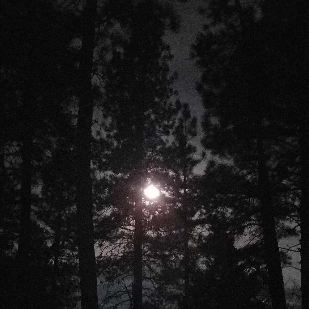 Meet your Posher, Dawn